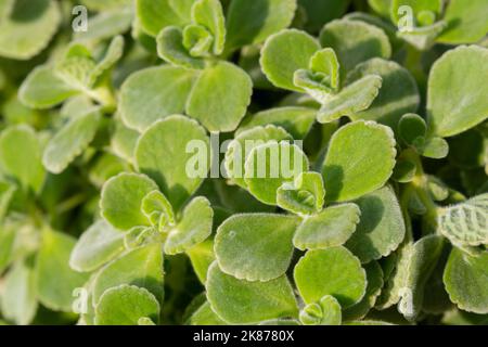 Coleus Amboinicus Leaves Stock Photo