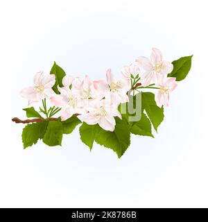 Flowering branch of apple tree  spring background vintage hand draw vector illustration Stock Vector