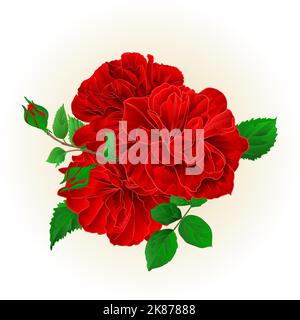 Bunch Three red roses with a bud vintage hand draw festive background vector illustration Stock Vector