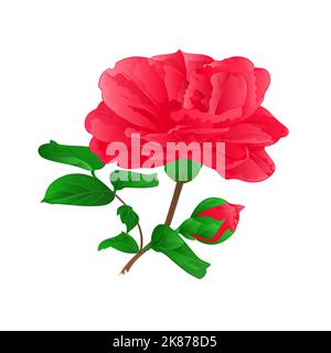 Flower Camellia Japonica  with buds vintage hand draw vector illustration Stock Vector