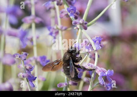 Violet Carpenter Bee Gathering Pollen on Perovskia Blue Spire Stock Photo