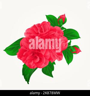 Camellia Japonica red flowers with buds vintage hand draw vector illustration Stock Vector