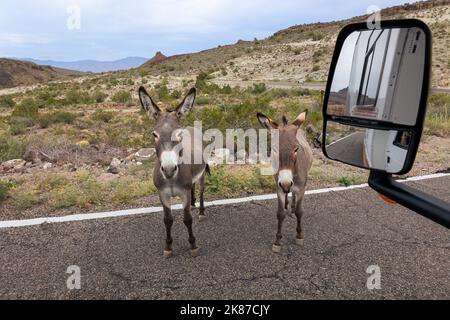 Oatman donkeys on route 66, wild donkeys formerly used in mining. Photo taken from an RV camper, State of Arizona, the United States Stock Photo