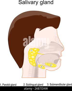 salivary glands anatomy. Human's head with three main paired salivary glands: Parotid, Submandibular, and Sublingual. exocrine glands Stock Vector