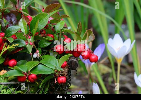 Close-up of the beautiful red fruits of Gaultheria procumbens in a wire basket against a blurry natural background with autumn-flowering crocuses Stock Photo