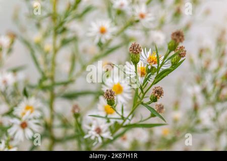 Symphyotrichum lanceolatum.Lanceolate aster blooms in a lush bush in a summer garden. Panicled aster or Symphyotrichum lanceolatum plant branch with m Stock Photo