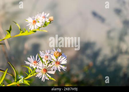 Symphyotrichum lanceolatum.Lanceolate aster blooms in a lush bush in a summer garden. Panicled aster or Symphyotrichum lanceolatum plant branch with m Stock Photo