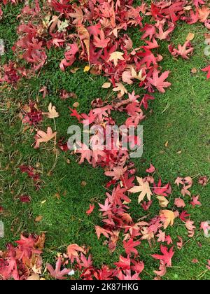 Close up of colourful acer leaves fallen on the lawn in autumn. Stock Photo