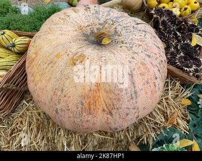 Close up of a display of a large pumpkin or winter squash seen outdoors in autumn. Stock Photo