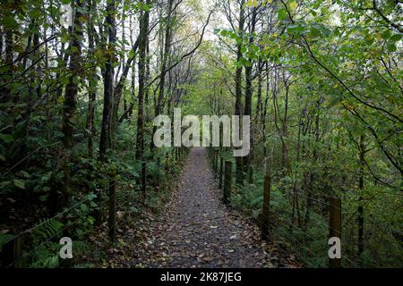 Fallen leaves on a country footpath in autumn Stock Photo