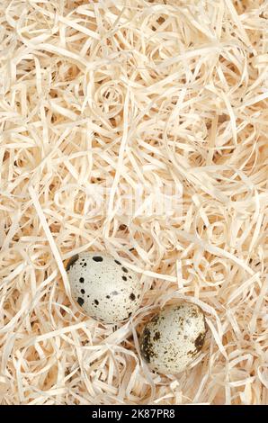 Pair of quail eggs in a nest of wood wool, from above. Fresh, speckled, whole eggs of common quails, Coturnix coturnix, delicacy, eaten raw or cooked. Stock Photo