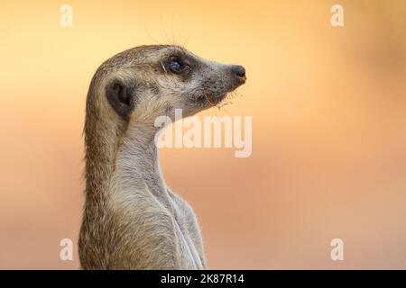 Meerkat (suricate suricatta) closeup portrait, cute side view. Kgalagadi Transfrontier Park, Kalahari, South Africa Stock Photo