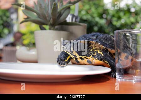 Yellow Bellied Slider Turtle with strong yellow and black markings walks onto plate at a restaurant cafe making a funny or unusual scene Stock Photo