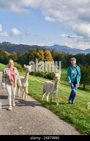 2 Two Women Lead 2 Two Beige Alpacas For A Walk On A Sunny Autumn Day. Bauma, Zurich Oberland, Switzerland Stock Photo
