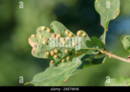 Common spangle gall (Neuroterus quercusbaccarum) on the underside of an oak leaf. Stock Photo
