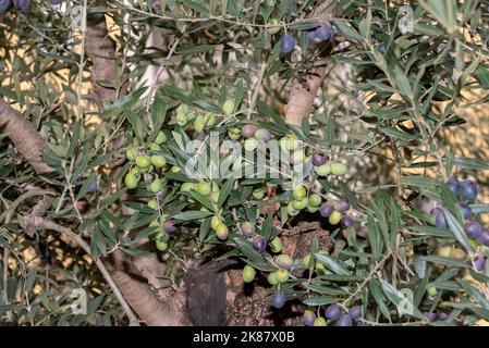 Olive tree with fruits, olive branches with many olives Stock Photo