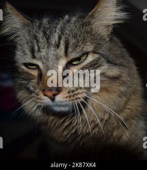 A closeup of a cute sleepy brown and gray tabby cat on a dark background Stock Photo