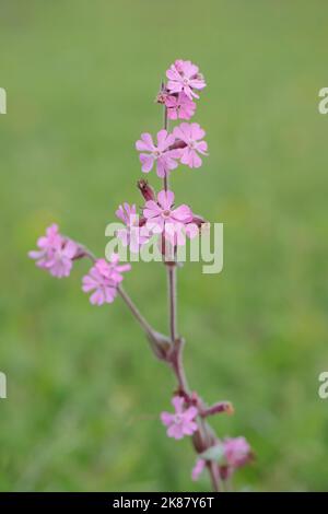 Red catchfly blossoms (Silene dioica). Stock Photo