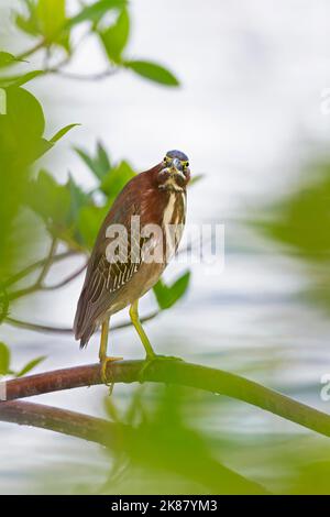 Portrait of a perched Green heron (Butorides virescens) perched in a tree at the water. Stock Photo