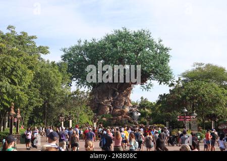 A lot of tourists looking at Tree of Life located in Disney Animal Kingdom US Stock Photo