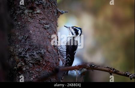 Three toed woodpecker Picoides tridactylus on a tree looking for food, the best photo. Stock Photo