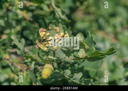 Gall wasps (Neuroterus quercusbaccarum) on the underside of an oak leaf. Stock Photo