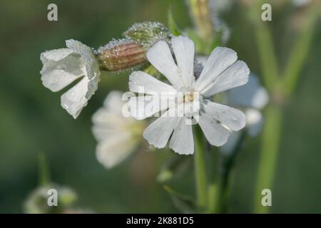 White campion (Silene latifolia). Stock Photo