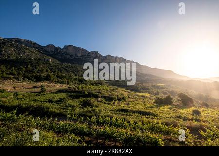 Vineyards during sunrise in Morera de Montsant in the Montsant appellation of origin wine region in the province of Tarragona in Spain Stock Photo