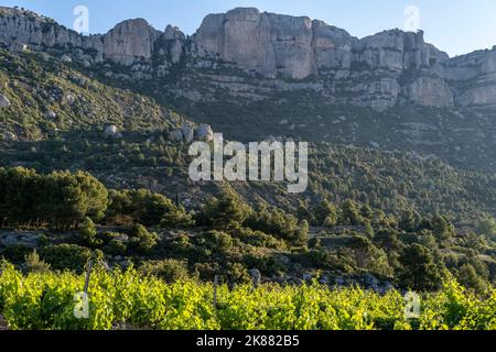 Vineyards during sunrise in Morera de Montsant in the Montsant appellation of origin wine region in the province of Tarragona in Spain Stock Photo