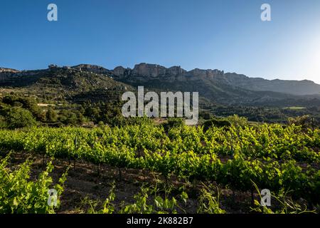 Vineyards during sunrise in Morera de Montsant in the Montsant appellation of origin wine region in the province of Tarragona in Spain Stock Photo