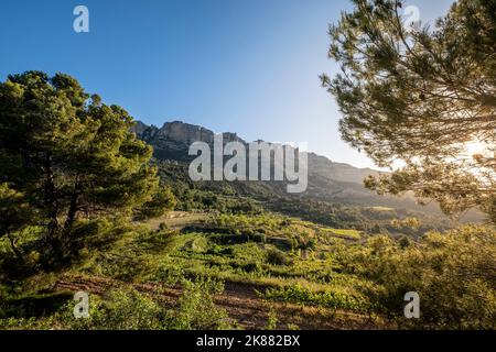 Vineyards during sunrise in Morera de Montsant in the Montsant appellation of origin wine region in the province of Tarragona in Spain Stock Photo