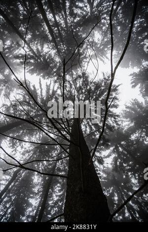 A low angle vertical shot of the trees in the forest in a grayscale Stock Photo