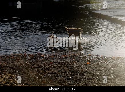 Two dogs enjoying playing and splashing  in a river. Morning light. October 2022. Autumn. Stock Photo