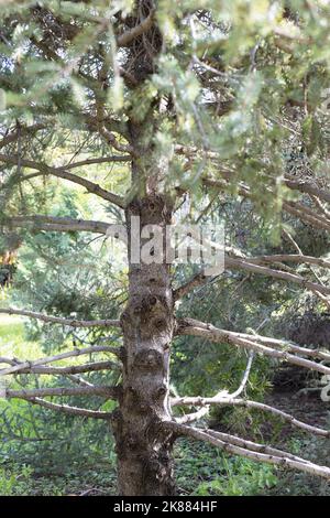 Picea likiangensis - lijiang spruce tree. Stock Photo