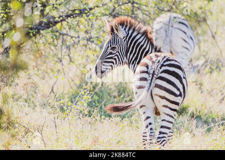 A back view of striped zebras walking in a sunny park Stock Photo