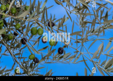 Olive tree with fruits, close up of olive branches with olives on blue sky Stock Photo