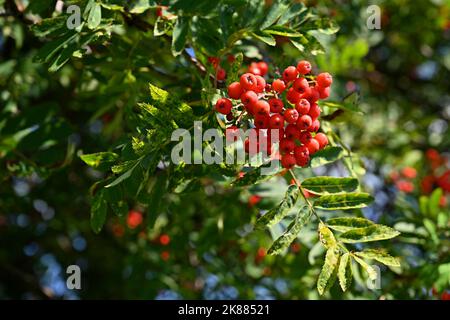 Beautiful autumn nature concept. A tree with red fruits - rowanberries. (Sorbus torminalis) Stock Photo