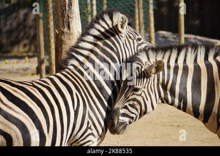 Two cute loving zebras in the zoo on a sunny day, Hippotigris Stock Photo