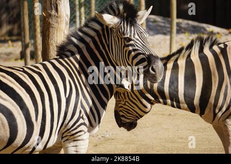 Two cute zebras in the zoo on a sunny day, Hippotigris Stock Photo