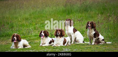5 springer spaniel gun dogs Stock Photo