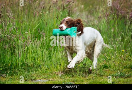 english springer spaniel gun dog retrieving a training dummy uk Stock Photo