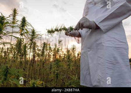 Scientist wearing white lab coat and protective blue gloves, holding small scissors and CBD hemp flower, close up shot. Stock Photo