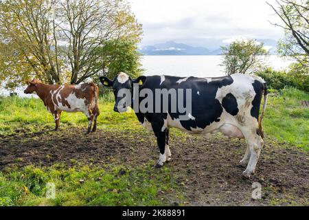 Two dairy cows on a Dairy farm with a lake and mountain in the background in Norway. Stock Photo