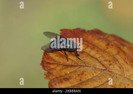 Female green bottle fly (Lucilia), family blow flies, Calliphoridae. On a withered horse chestnut leaf. Dutch garden. Autumn, October, Netherlands Stock Photo