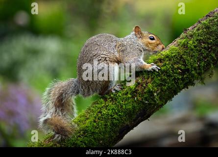Grey Squirrel Stock Photo