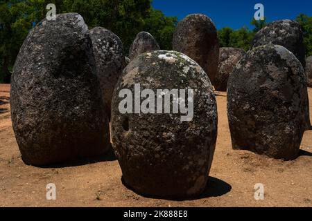 Cork oak trees and a cloudless deep blue sky offset this view of one of Europe’s oldest and largest megalithic complexes, the 7,000-year-old Almendres Cromlech near Évora in Alentejo, southern Portugal.  Granite boulders, some carved with symbols, were arranged in concentric circles to align with the sun, moon and stars. Stock Photo