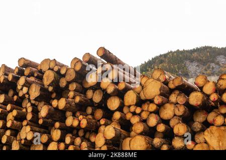 Big Pile of freshly cut tree logs. Stock Photo