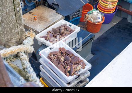 Boxes of freshly caught crabs on a boat at Portree harbour in the Isle of Skye Stock Photo