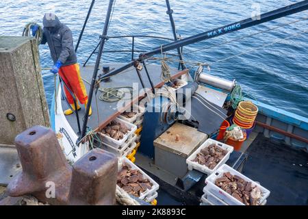 Boxes of freshly caught crabs on a boat at Portree harbour in the Isle of Skye Stock Photo