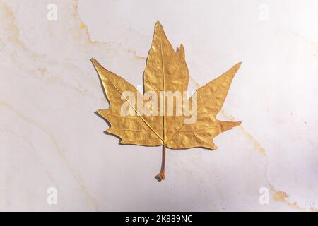 Golden maple autumn leaves on white Stock Photo